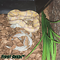 First Shed