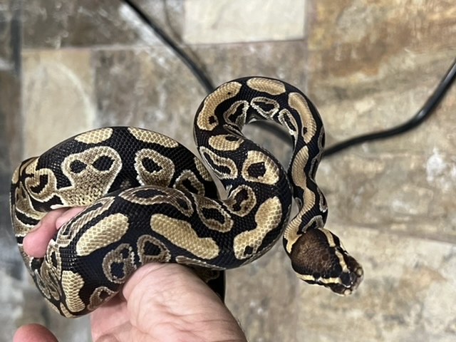 Randy- Normal 100% het lavender 66% het pied