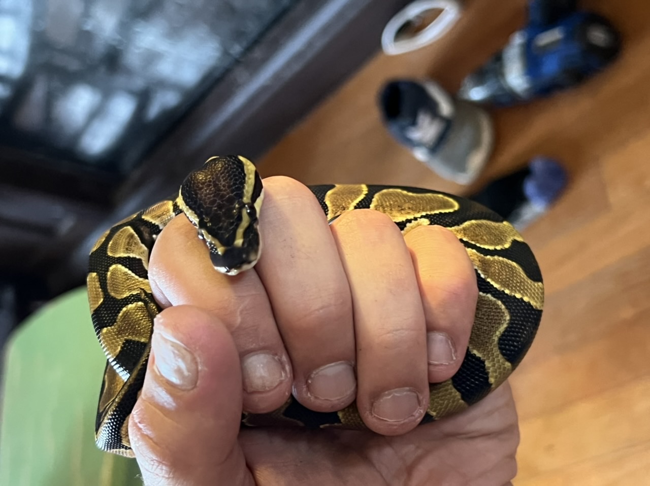 Ralphie- normal possible pastel? 100% het pied