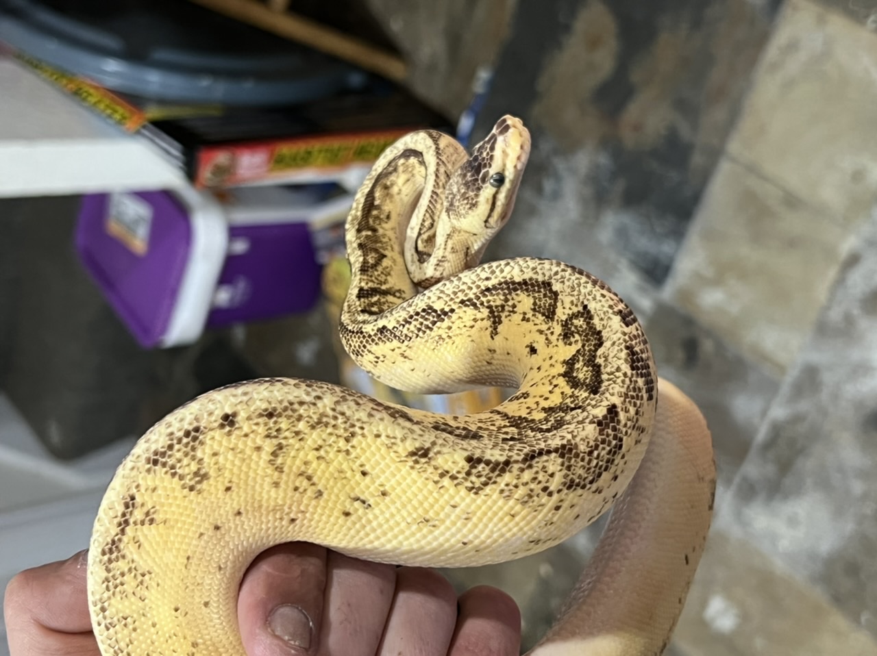 Butters- Unknown morph help appreciated
