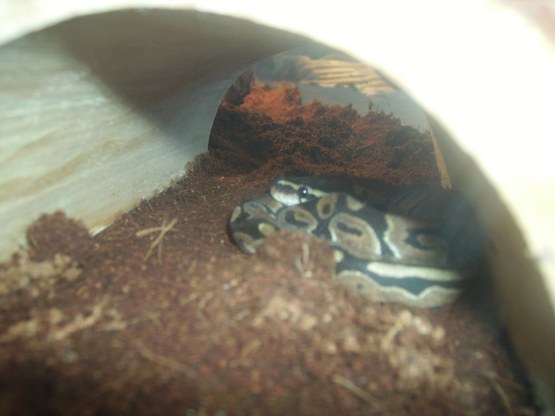 My New Bp