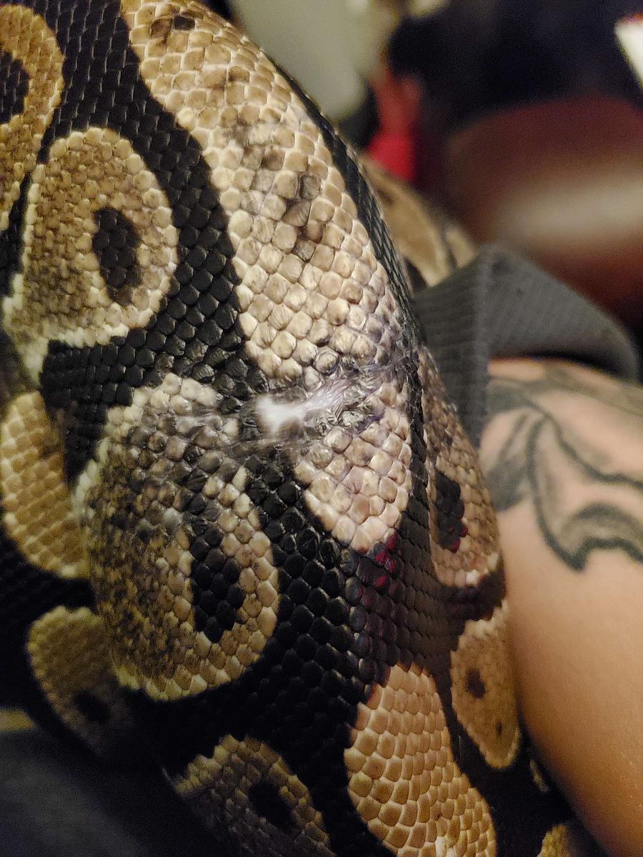 Rescue Ball Python Lilith