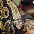 Rescue Ball Python Lilith