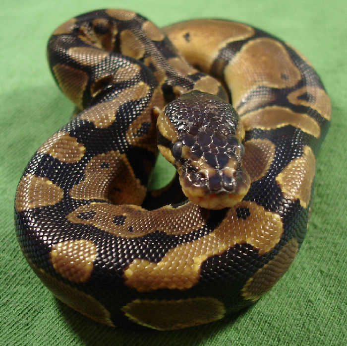 Green Coiled