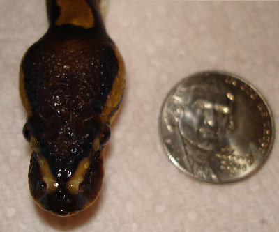 Size Reference