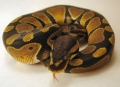 Snake 07 12 027