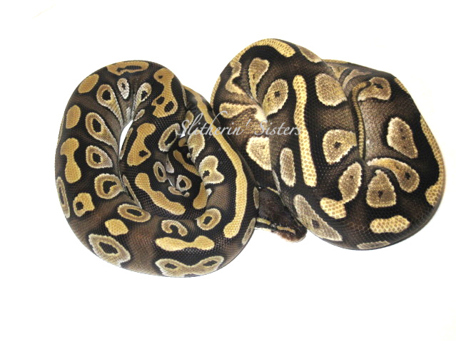 Female and Male Mojave '10 and '09