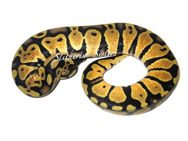 'Graziani Pastel Female