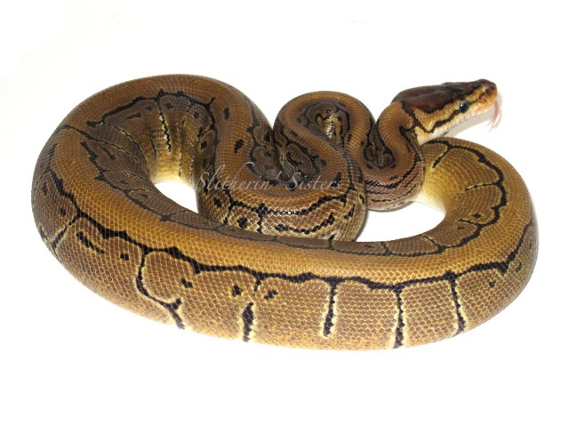 '10 Pinstripe Female