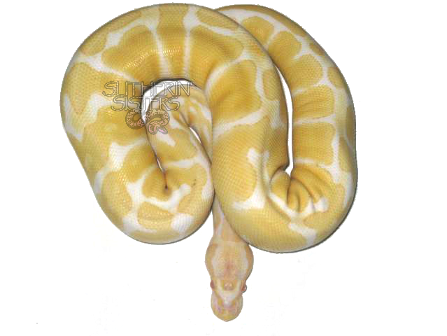 Albino Female