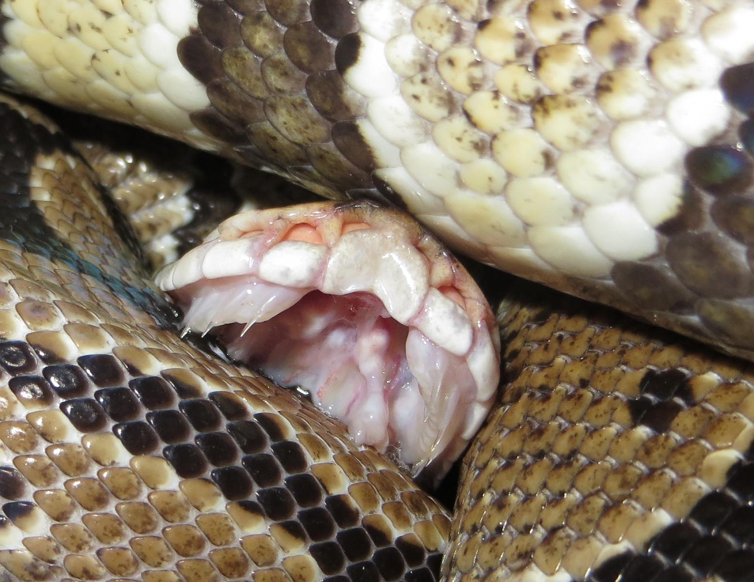 Ball Python Teeth