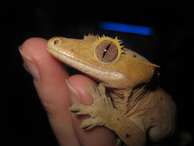Creature, Crested Gecko