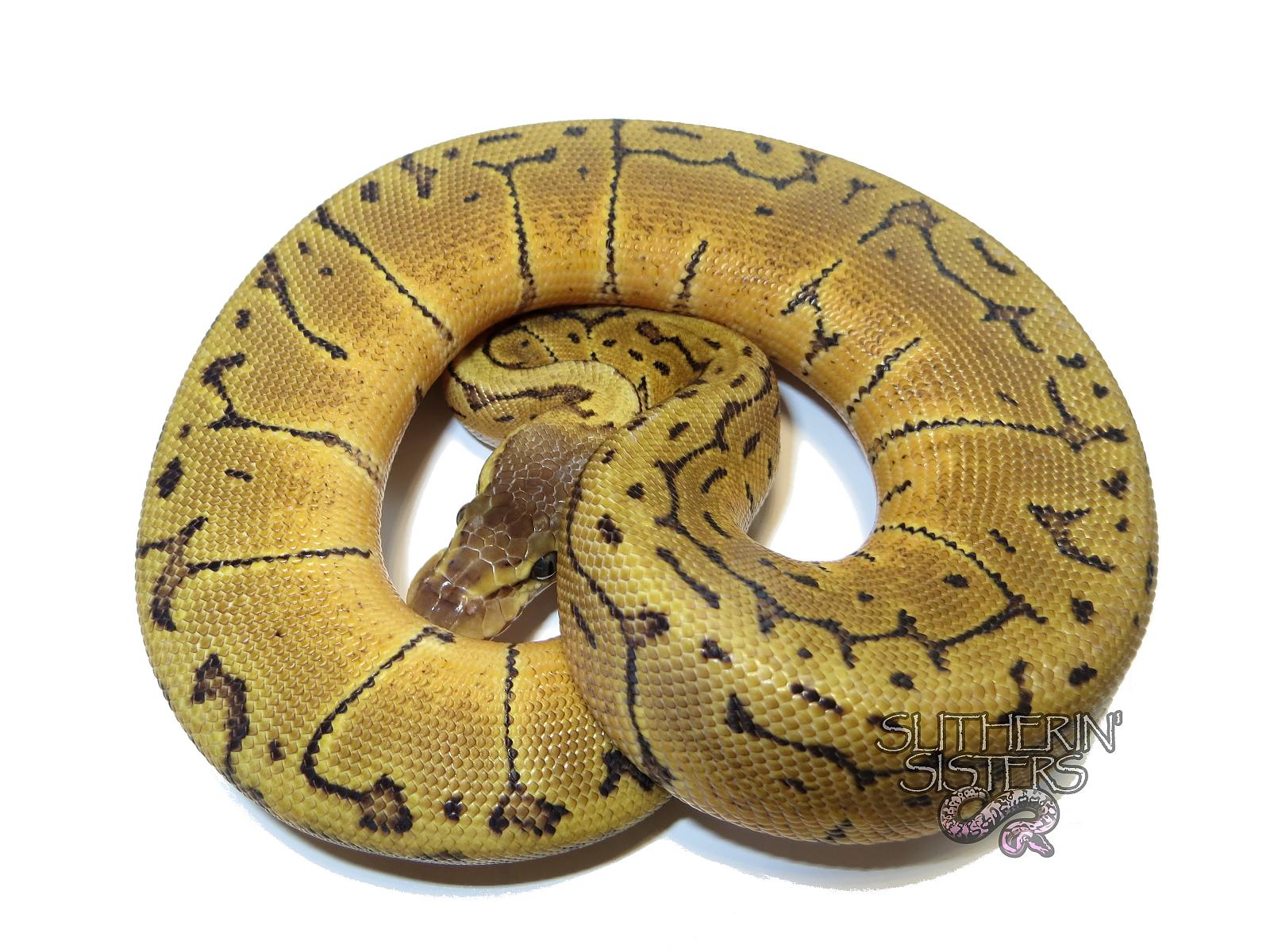 Lemon Blast Female