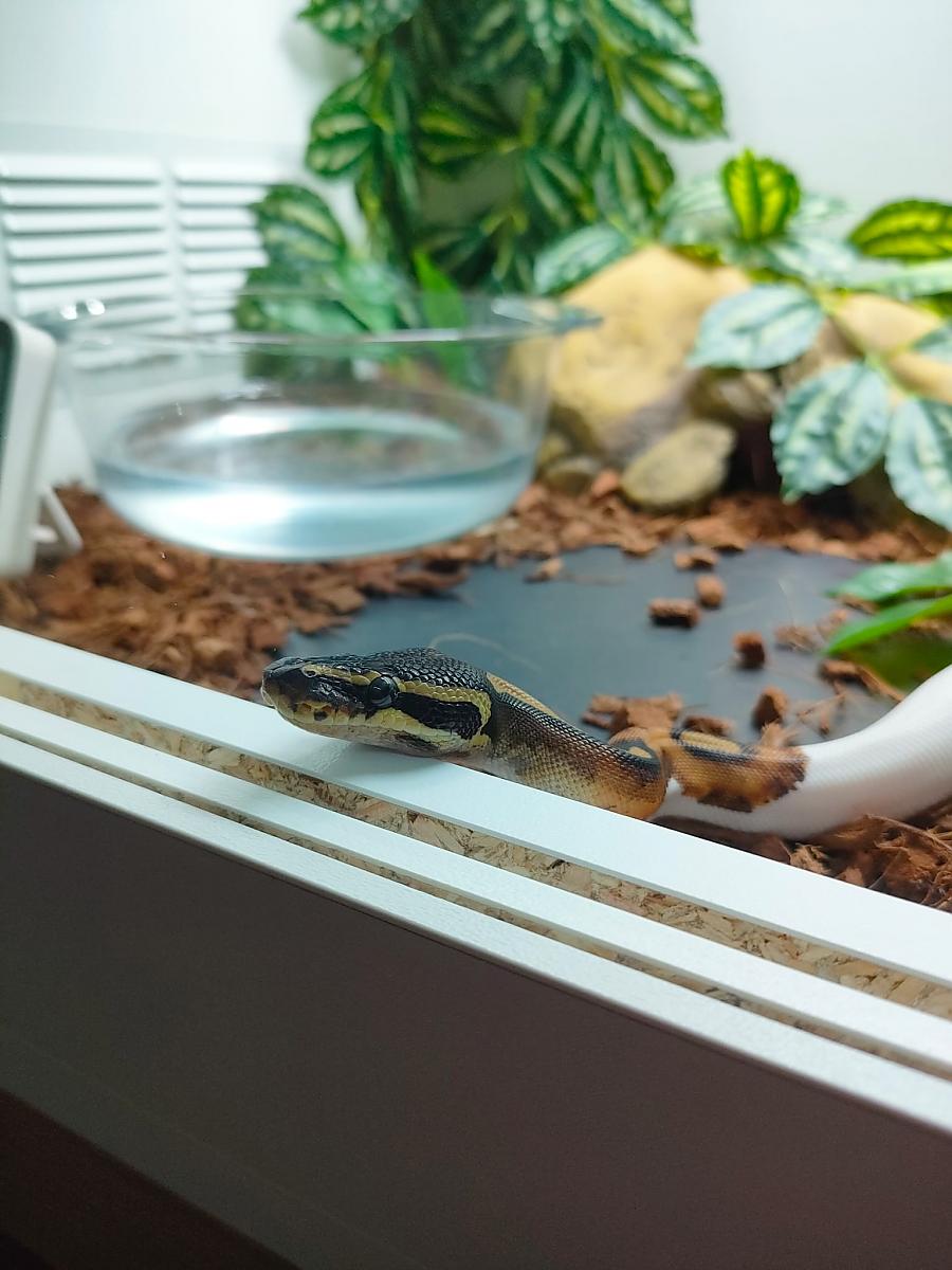 Pretzel