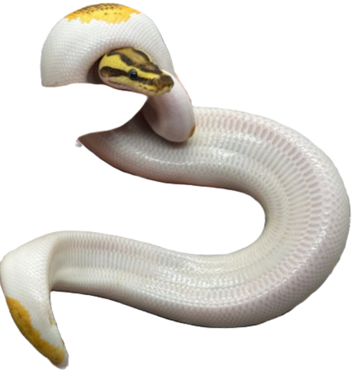 Male pied 100% het clown