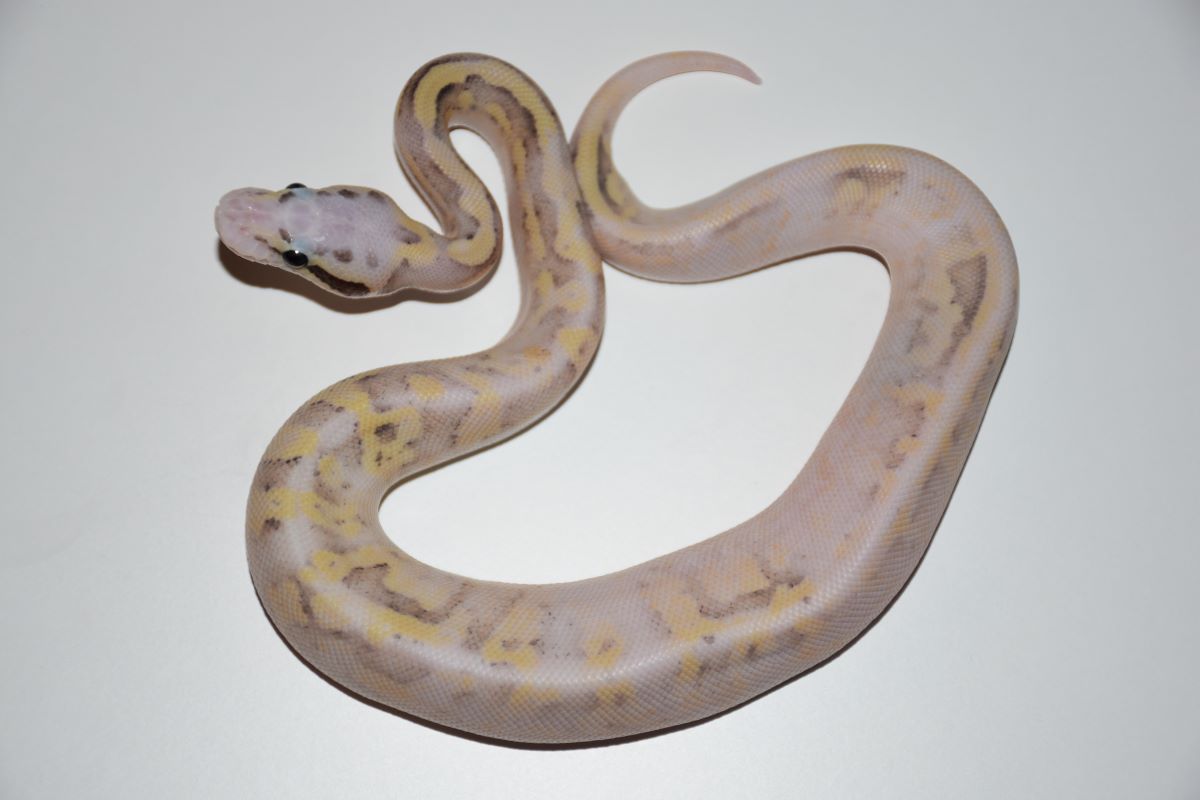 15 super pastel vanilla fire het pied