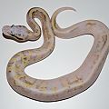 15 super pastel vanilla fire het pied