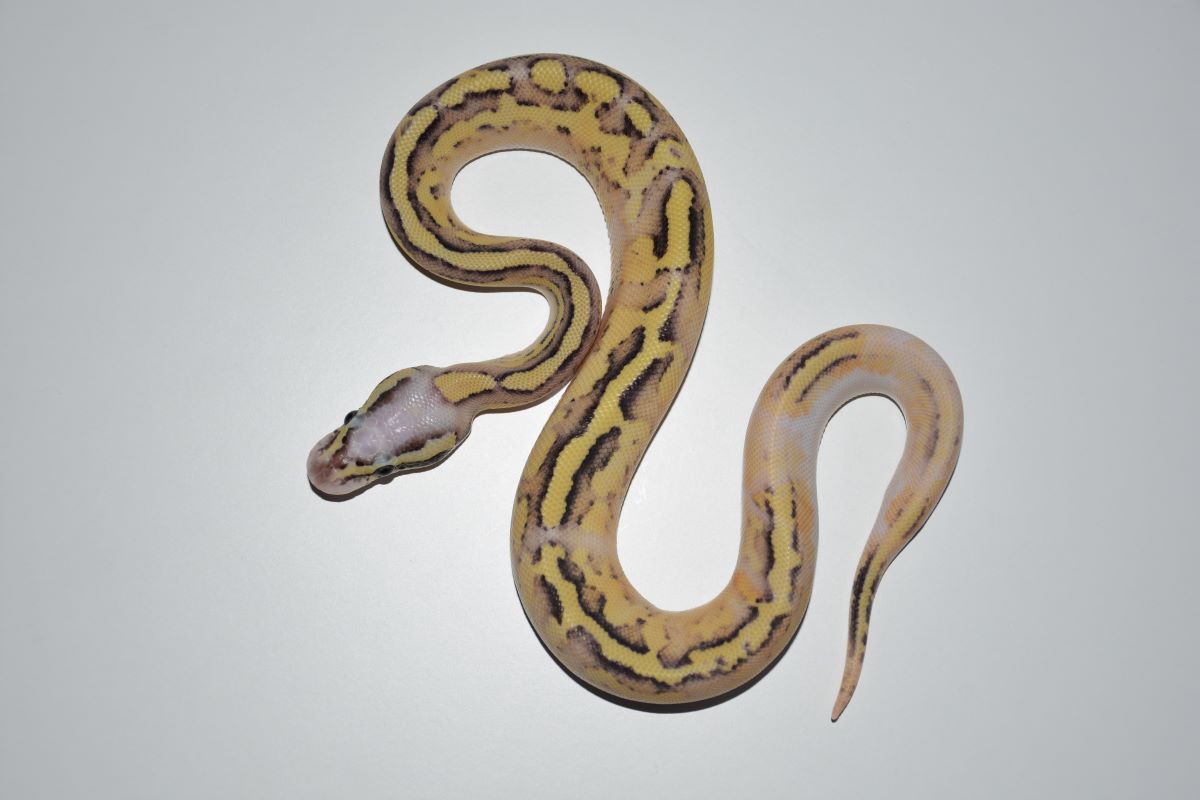 16 pastel disco inferno het pied