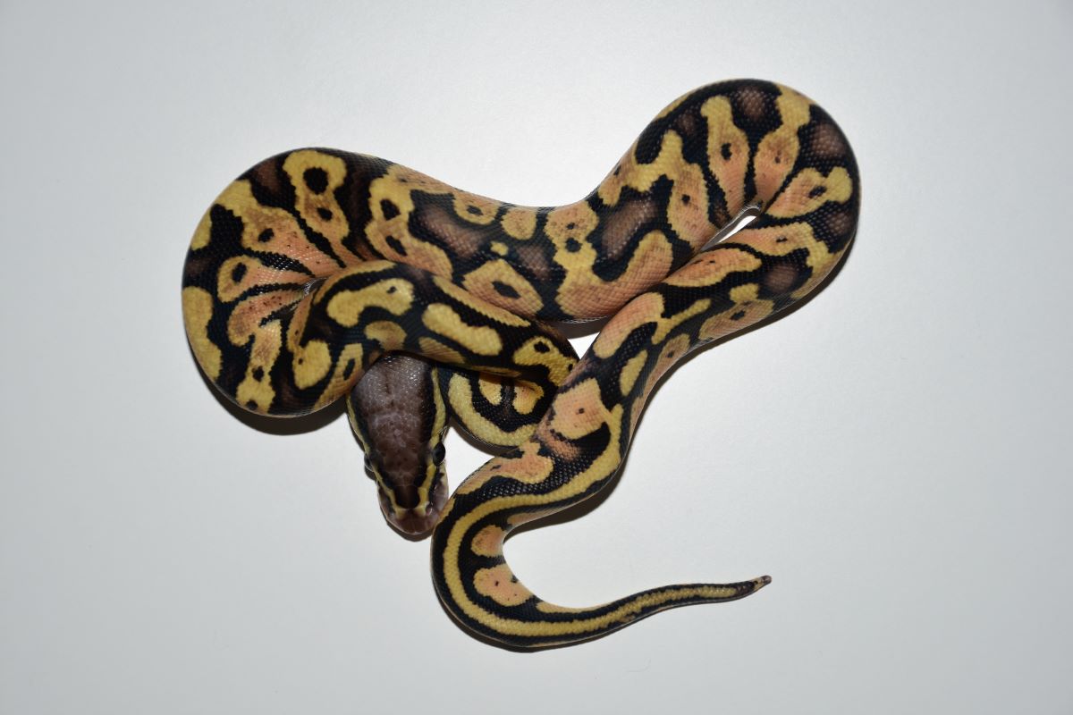 19 pastel disco.vanilla het pied