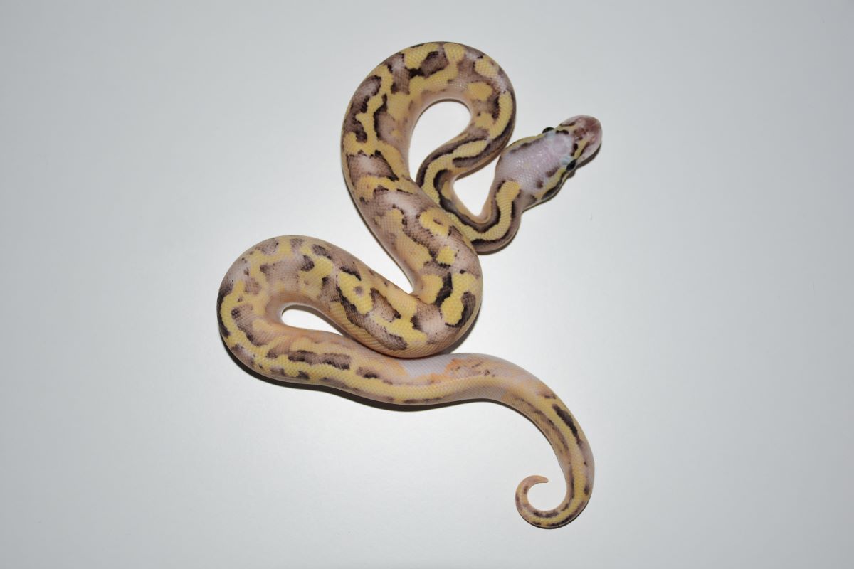 21 pastel vanilla fire het pied