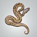 21 pastel vanilla fire het pied