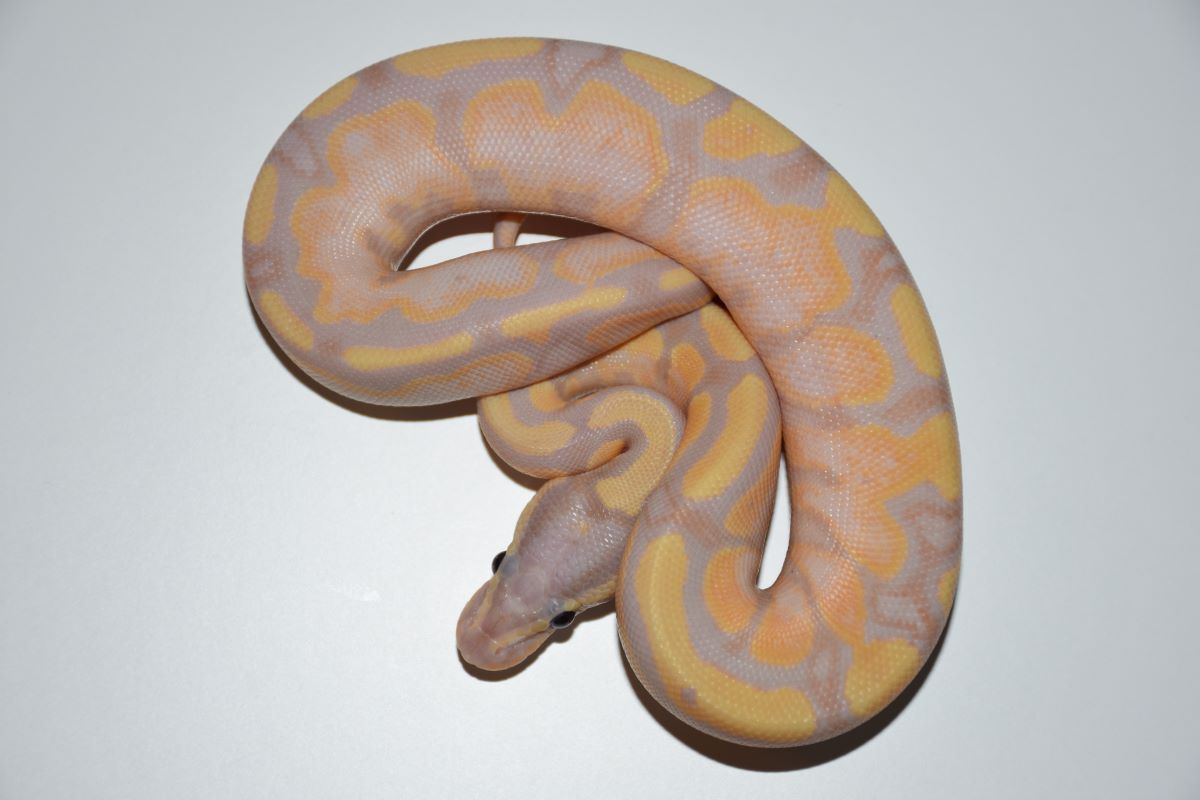 8 banana het pied