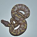 banana black pastel fire het pied a