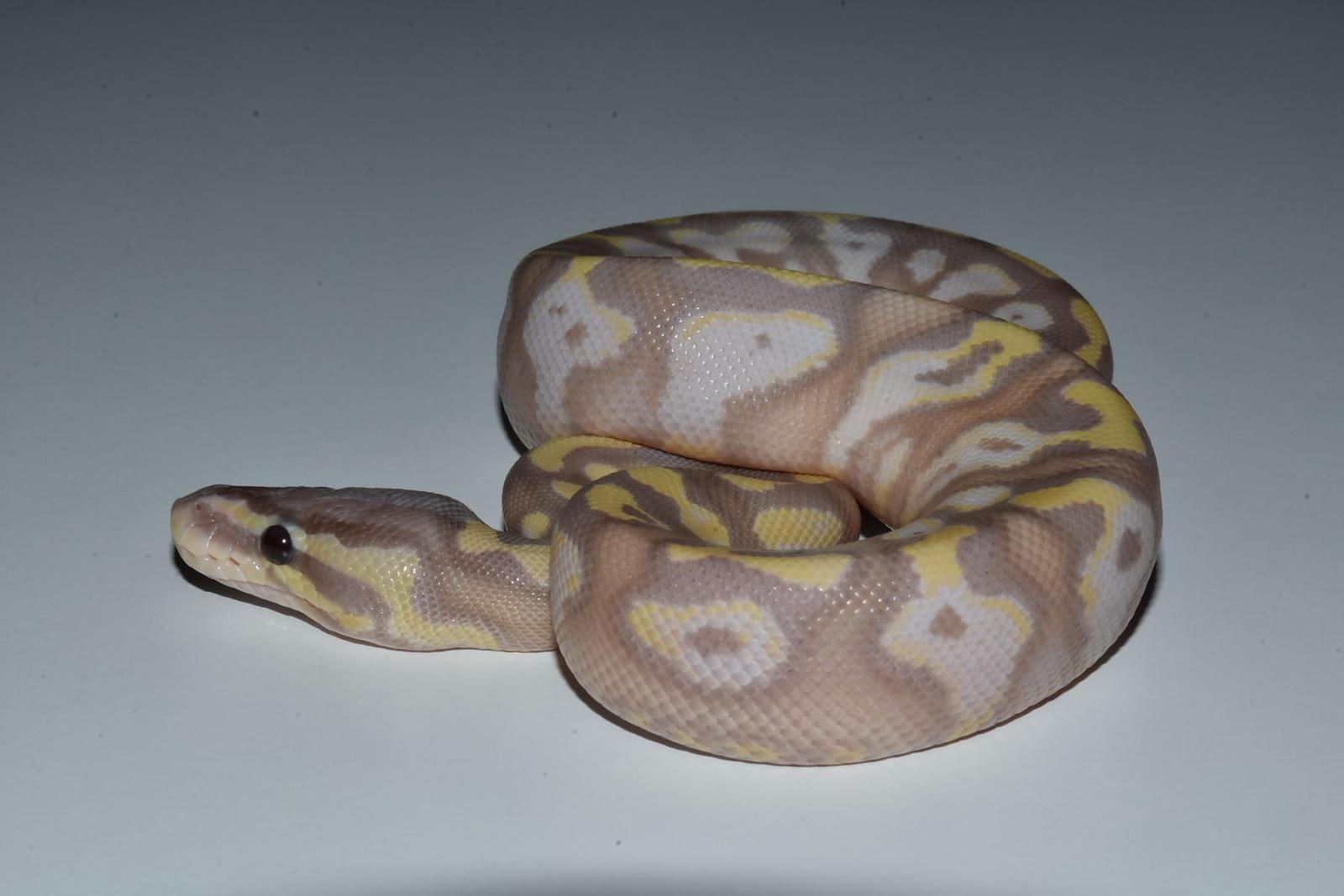 banana black pastel fire het pied b