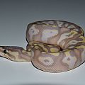 banana black pastel fire het pied b