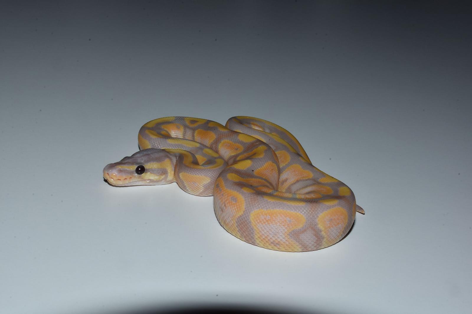 banana het pied a