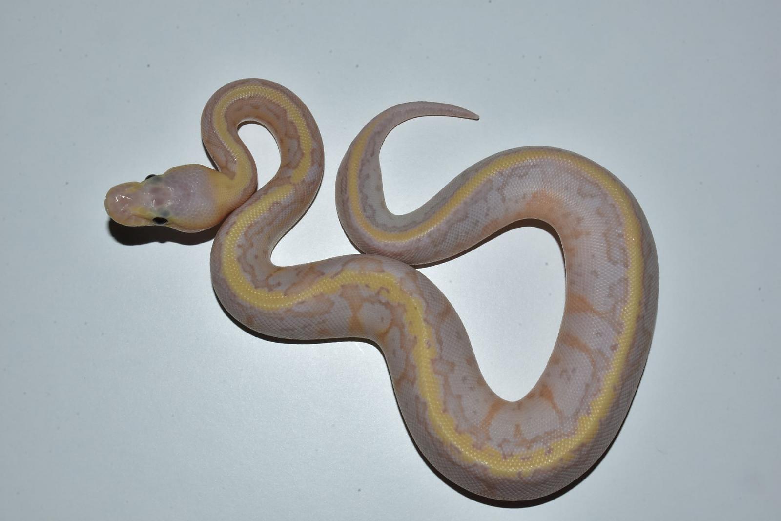 banana lemon blast het pied 2a