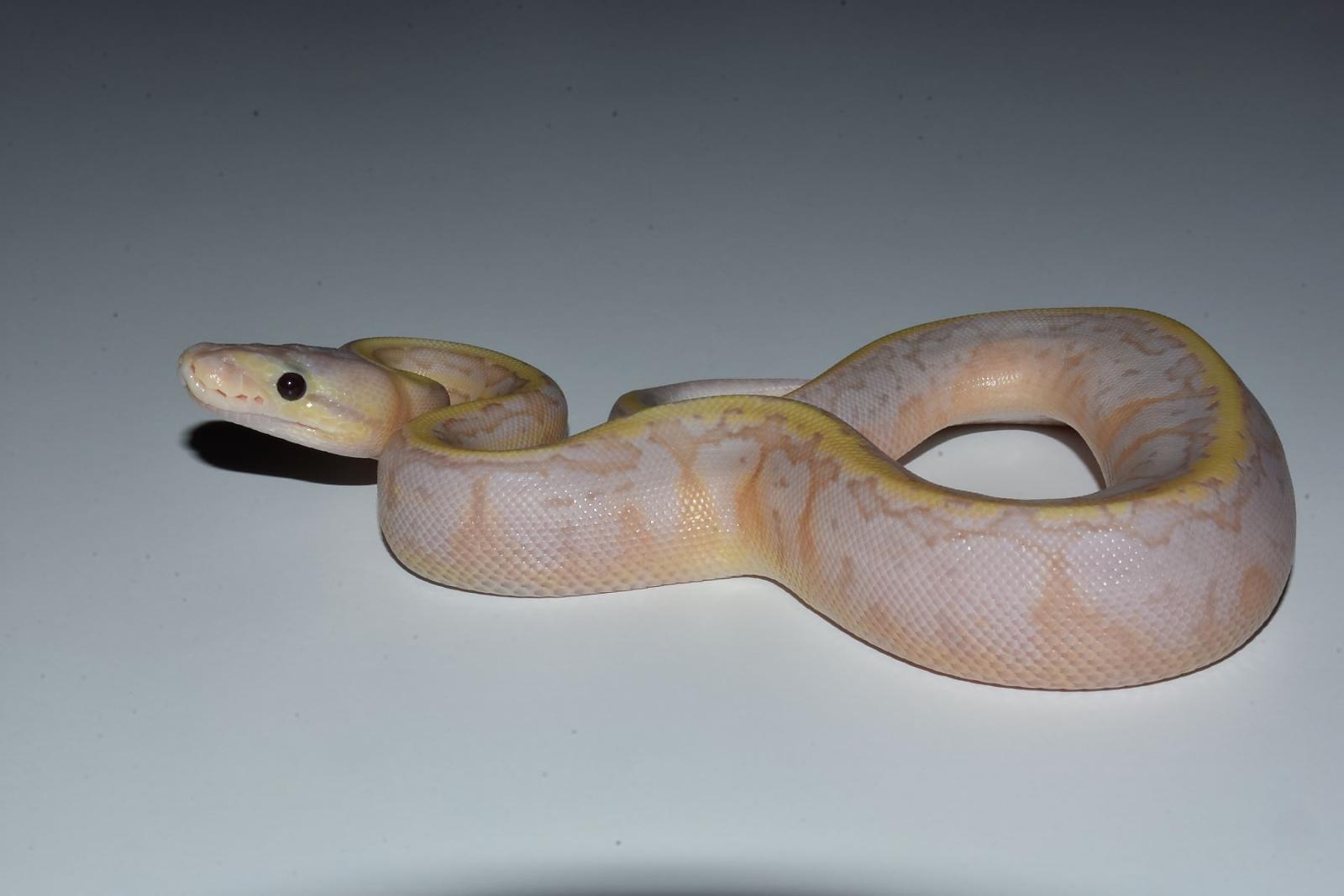banana lemon blast het pied 2b