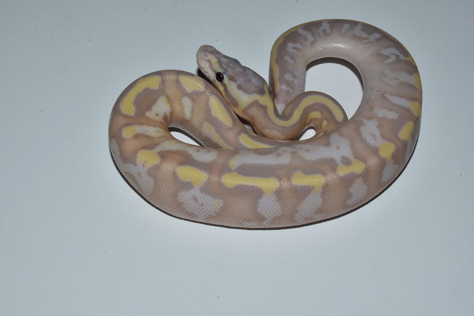 banana pastel fire het pied a