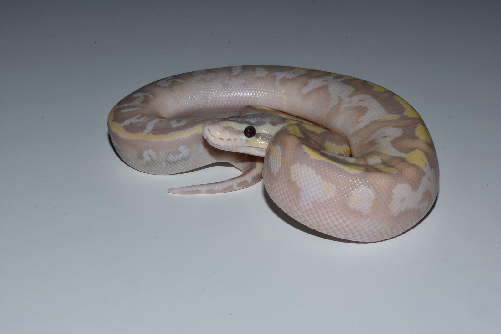 banana pastel fire het pied b