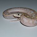 banana pastel fire het pied b