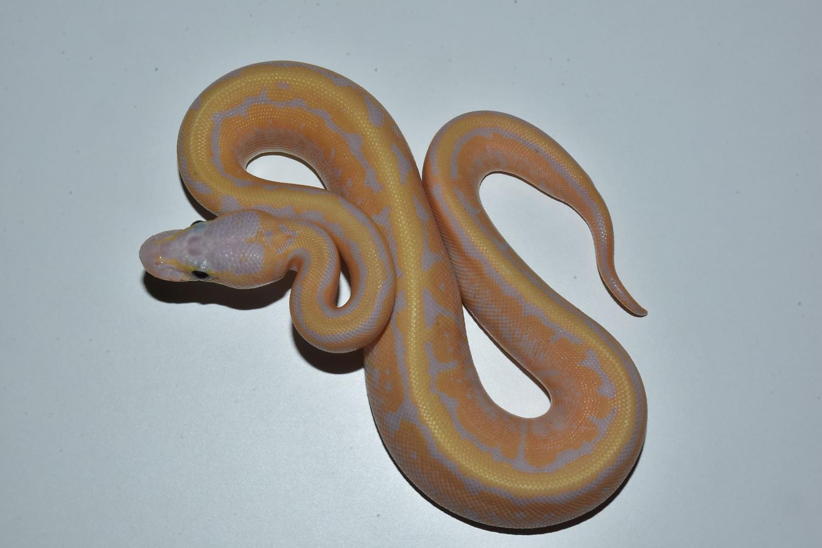 banana pinstripe het pied a