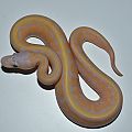 banana pinstripe het pied a