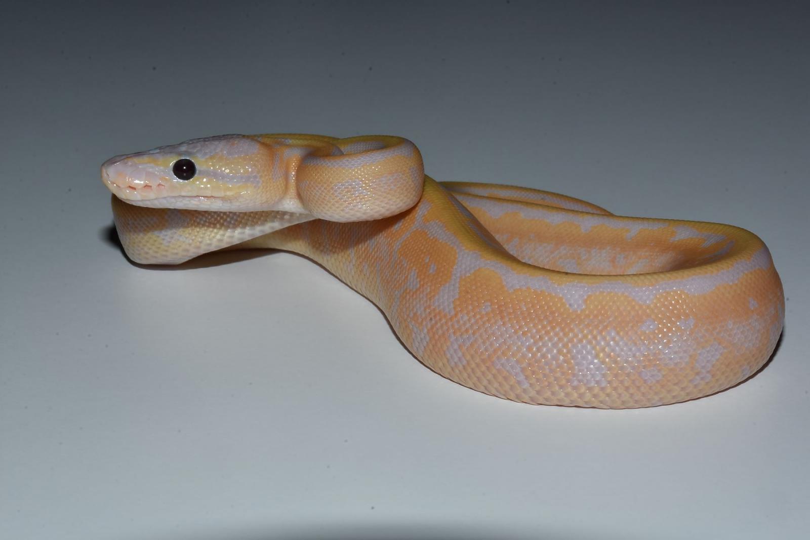 banana pinstripe het pied b