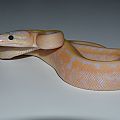 banana pinstripe het pied b