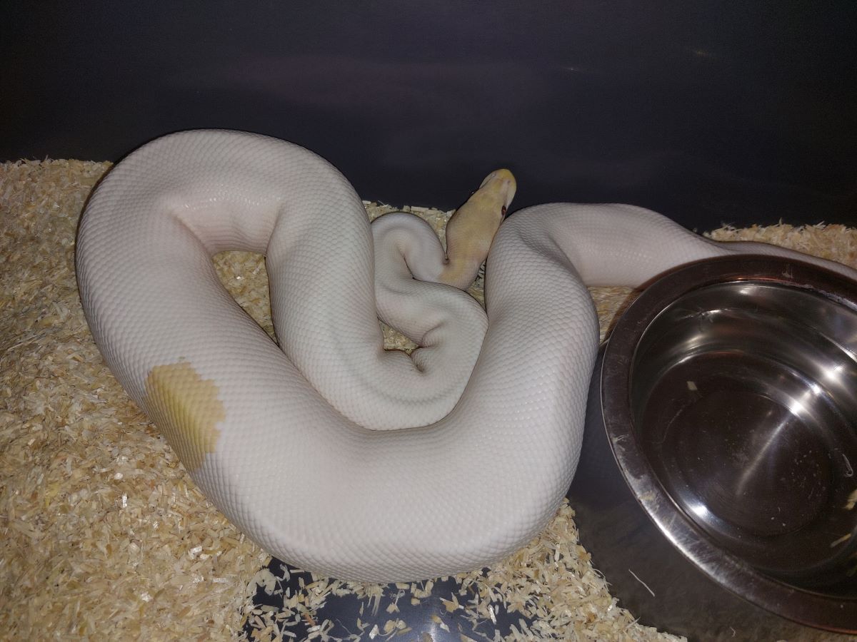 super banana black pastel fire het pied poss yb