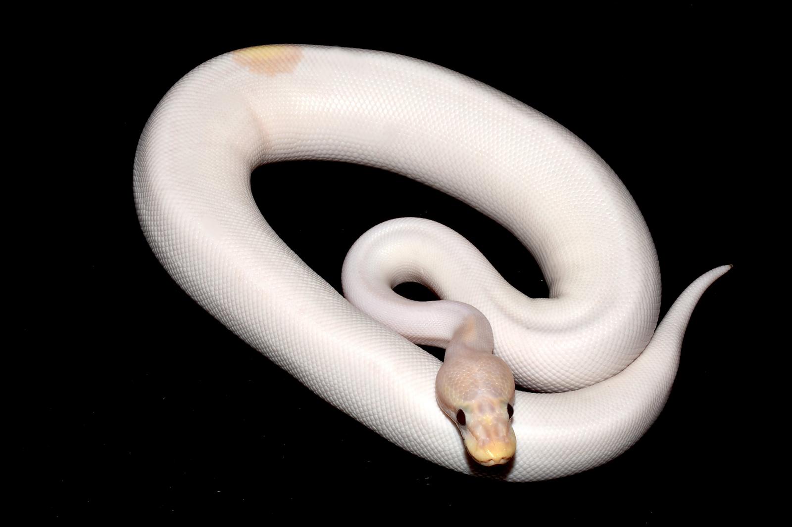 super banana black pastel fire het pied poss yb baby