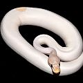 super banana black pastel fire het pied poss yb baby