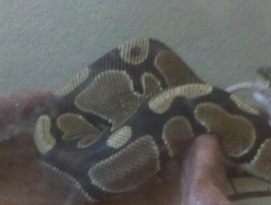 My Male