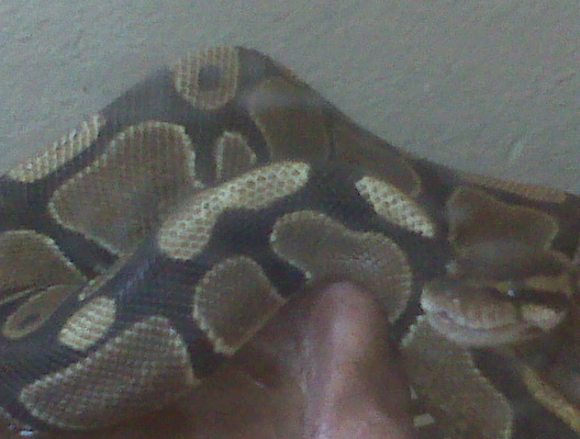 My Male