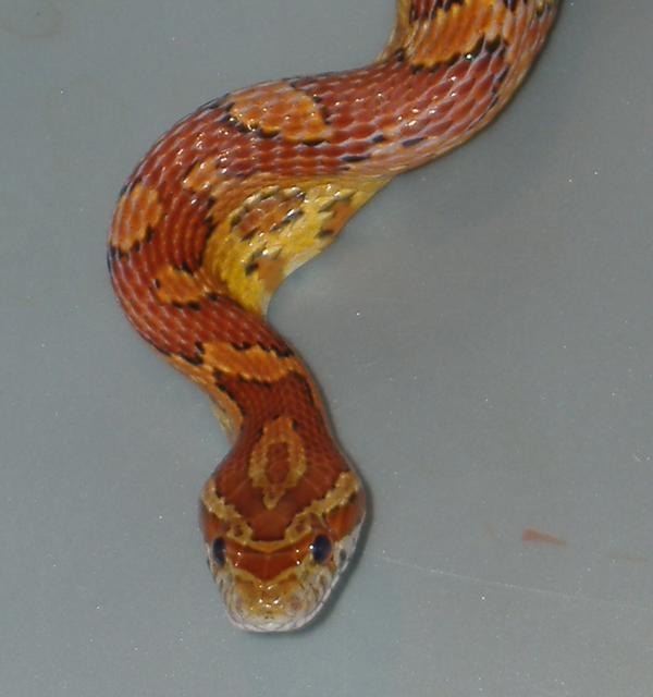 Jojos, Corn Snake, Corn Flakes