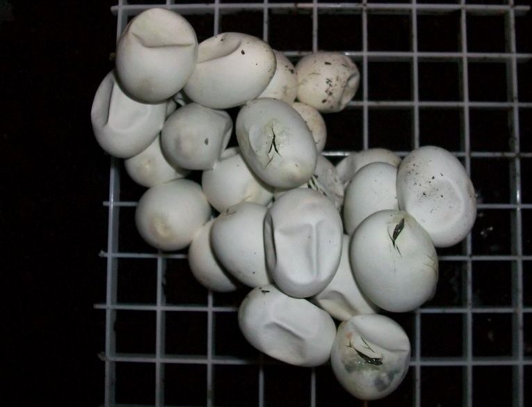 Baby Corns Hatching!