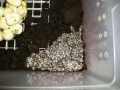 Corn Babies Hatching!