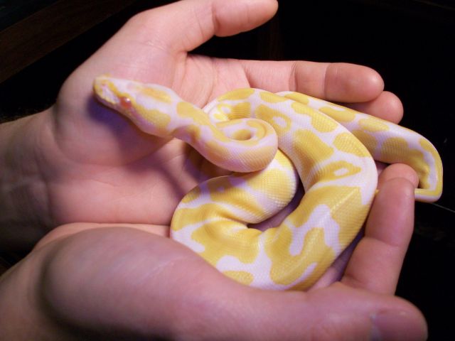 Petsmart snakes ball python cheap