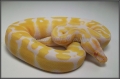 Female Albino