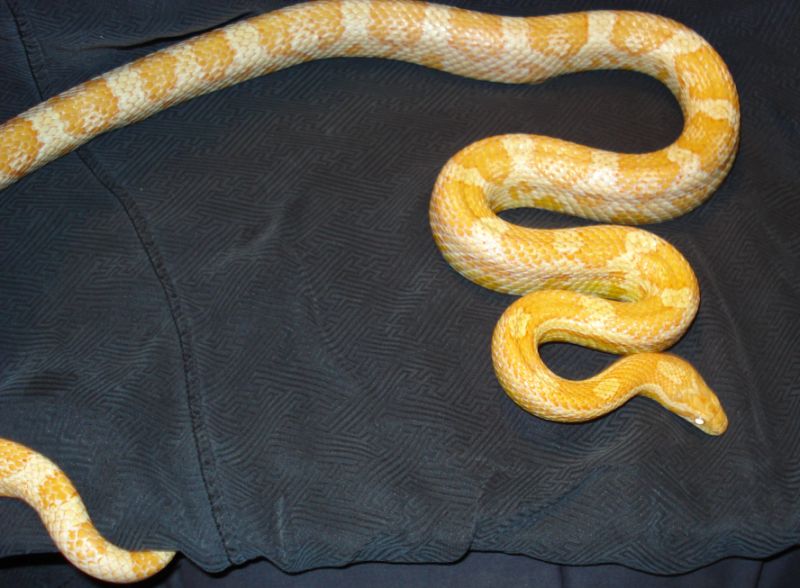 Unnamed Cream
